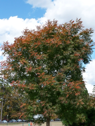 {Pistacia chinensis}